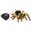 BUKI RC Tarantule